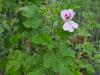 Pelargonium ‘White Unique’  HORT'IS VIRIDIOS (R)