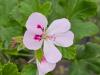 Pelargonium ‘White Unique’  HORT'IS VIRIDIOS (R)