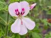 Pelargonium ‘White Unique’  HORT'IS VIRIDIOS (R)