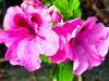 Pelargonium ‘Martha Süptitz’  HORT'IS VIRIDIOS (R)