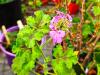 Pelargonium ‘Betty Hullman’ HORT'IS VIRIDIOS (R)