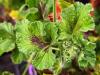 Pelargonium ‘Betty Hullman’ HORT'IS VIRIDIOS (R)