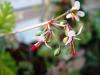 Pelargonium carnosum HORT'IS VIRIDIOS (R)