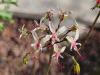 Pelargonium carnosum HORT'IS VIRIDIOS (R)