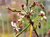 Pelargonium carnosum HORT'IS VIRIDIOS (R)