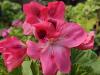 Pelargonium ‘Ferdinand’  HORT'IS VIRIDIOS (R)