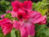 Pelargonium ‘Ferdinand’  HORT'IS VIRIDIOS (R)
