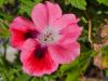 Pelargonium ‘Ferdinand’  HORT'IS VIRIDIOS (R)