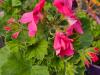 Pelargonium ‘Ferdinand’  HORT'IS VIRIDIOS (R)