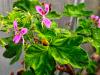 Pelargonium 'Godfrey's Pride' HORT'IS VIRIDIOS (R)
