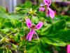 Pelargonium 'Godfrey's Pride' HORT'IS VIRIDIOS (R)