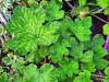 Pelargonium 'Godfrey's Pride' HORT'IS VIRIDIOS (R)