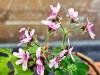 Pelargonium tomentosum ‘Chocolate’ HORT'IS VIRIDIOS (R)