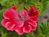 Pelargonium ‘Lirique’  HORT'IS VIRIDIOS (R)