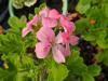 Pelargonium 'Sweet Mimosa'  HORT'IS VIRIDIOS (R)