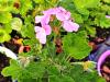 Pelargonium 'Sweet Mimosa'  HORT'IS VIRIDIOS (R)