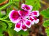 Pelargonium 'Verdale'  HORT'IS VIRIDIOS (R)