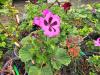 Pelargonium ‘Fantasia’  HORT'IS VIRIDIOS (R)