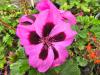 Pelargonium ‘Fantasia’  HORT'IS VIRIDIOS (R)