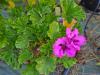 Pelargonium ‘Fantasia’  HORT'IS VIRIDIOS (R)