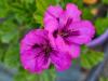 Pelargonium ‘Fantasia’  HORT'IS VIRIDIOS (R)