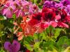 Pelargonium 'Trey's Unique' HORT'IS VIRIDIOS (R)