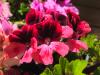 Pelargonium 'Trey's Unique' HORT'IS VIRIDIOS (R)