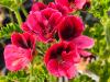 Pelargonium 'Trey's Unique' HORT'IS VIRIDIOS (R)