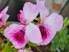 Pelargonium 'Wayward Angel' HORT'IS VIRIDIOS (R)
