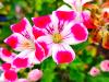 Pelargonium ‘Beronmunster'  HORT'IS VIRIDIOS (R)