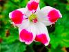 Pelargonium ‘Beronmunster'  HORT'IS VIRIDIOS (R)