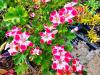 Pelargonium ‘Beronmunster'  HORT'IS VIRIDIOS (R)