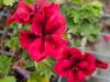 Pelargonium 'Bright Red' HORT'IS VIRIDIOS (R)