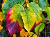 Parrotia persica ‘Vanessa’  HORT'IS VIRIDIOS (R)