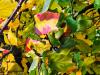 Parrotia persica ‘Vanessa’  HORT'IS VIRIDIOS (R)