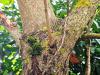 Paulownia tomentosa  HORT'IS VIRIDIOS (R)