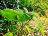 Paulownia tomentosa  HORT'IS VIRIDIOS (R)