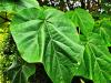 Paulownia tomentosa  HORT'IS VIRIDIOS (R)