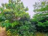 Paulownia tomentosa  HORT'IS VIRIDIOS (R)