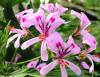Pelargonium ‘Mabel Grey’ HORT'IS VIRIDIOS (R)