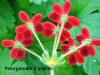 Pelargonium 'Ardens' HORT'IS VIRIDIOS (R)