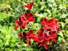 Pelargonium 'Ardens' HORT'IS VIRIDIOS (R)