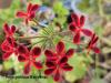 Pelargonium 'Ardens' HORT'IS VIRIDIOS (R)