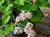 Pelargonium australe HORT'IS VIRIDIOS (R)