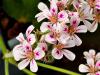 Pelargonium australe HORT'IS VIRIDIOS (R)