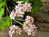 Pelargonium australe HORT'IS VIRIDIOS (R)