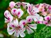 Pelargonium australe HORT'IS VIRIDIOS (R)