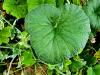 Pelargonium australe HORT'IS VIRIDIOS (R)