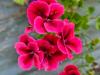 Pelargonium 'Bright Red' HORT'IS VIRIDIOS (R)