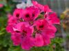 Pelargonium ‘Brunswick'  HORT'IS VIRIDIOS (R)